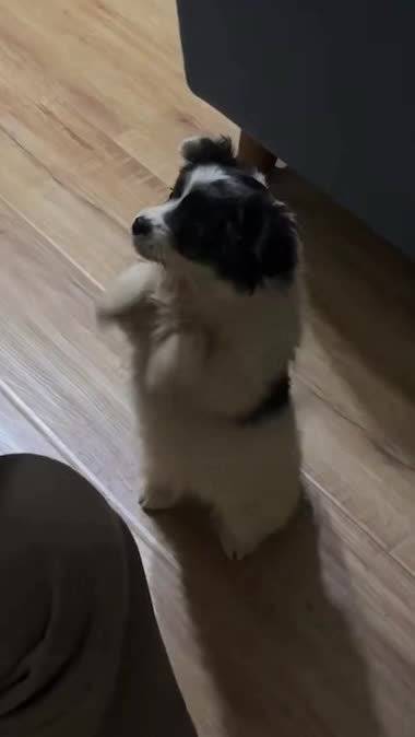 索博斯洛伊赛季5次任意球破门逼近英超纪录，英